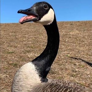 Meet your Posher, Qing